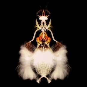 Fyuti album cover