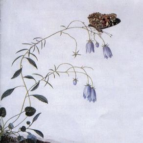 II: A Rose From The Dead album cover