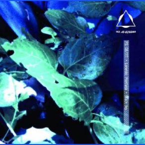 Black Ivy album cover