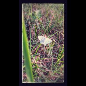 Summer Breeze (Single) album cover