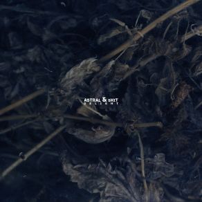 Delight album cover