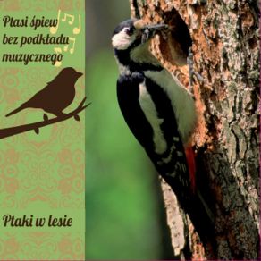 Ptaki W Lesie album cover