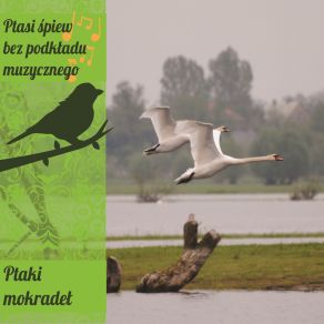Ptaki Mokradel album cover