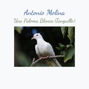 Una Paloma Blanca (Tanguillo) (Single) album cover
