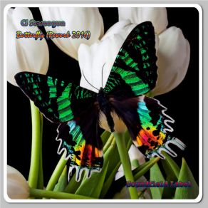Butterfly (Rework 2016 Mix) (Single) album cover