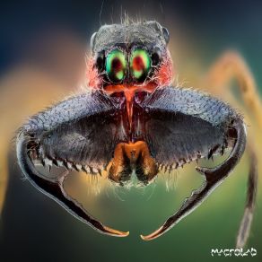 Xenta album cover