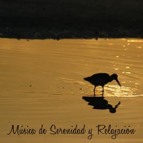 Musica De Serenidad Y Relajacion – Musica Relajante Para Hacer Yoga Y Meditar album cover