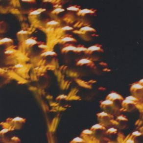 Nandina album cover