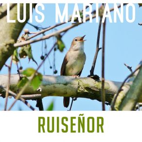 Ruiseñor (Single) album cover
