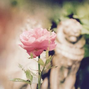 A Rose album cover