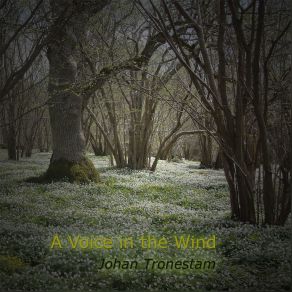 A Voice In The Wind (Single) album cover