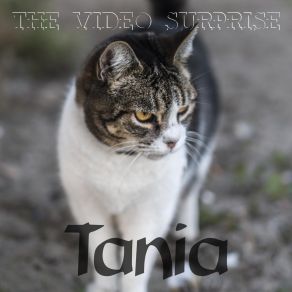 The Video Surprise album cover
