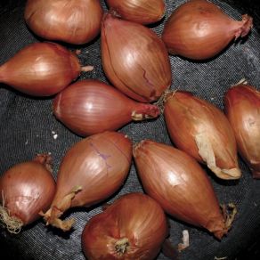 Fried Shallots album cover
