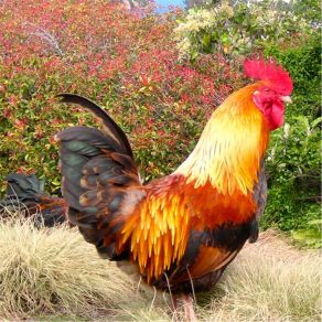 Chicken Music (Single) album cover