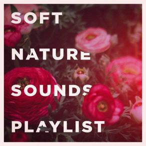 Soft Nature Sounds Playlist album cover