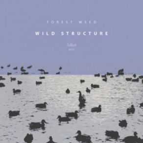 Wild Structure (Maxi-Single) album cover