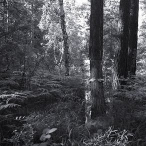 Sacred Field album cover