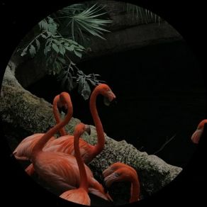 Iso Le album cover