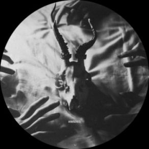 Nocturnal Forces (Maxi-Single) album cover