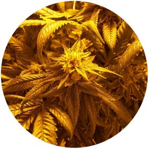 Addicts album cover