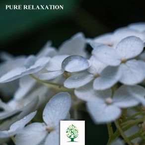 Pure Relaxation album cover