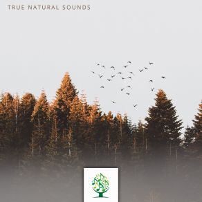 True Natural Sounds album cover