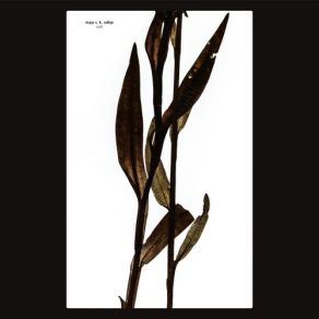 Sult album cover