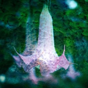 Moonflower album cover
