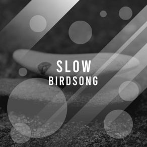 # Slow Birdsong album cover