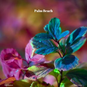 Palm Beach album cover
