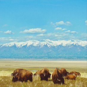 Wild To Be Born album cover