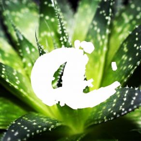 La Flor album cover