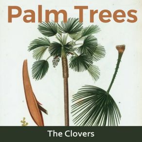 Palm Trees album cover