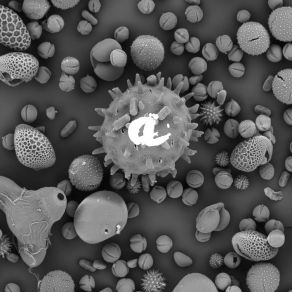 Microscopes album cover