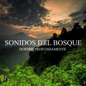 Dormir Profundamente: Sonidos Del Bosque album cover