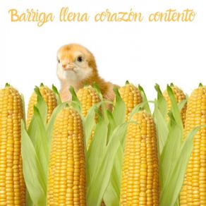 BARRIGA LLENA CORAZON CONTENTO album cover