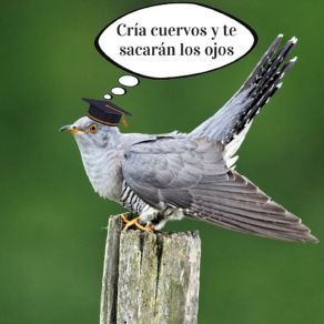 Cría Cuervos Y Te Sacarán Los Ojos album cover