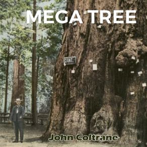 Mega Tree album cover