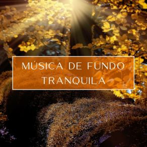 Música De Fundo Tranquila album cover