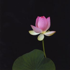 PEACE PRAYER album cover