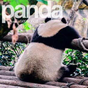 Panda, Vol. 2 (Compiled By Sensorica) album cover