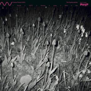 The Oystercatcher album cover