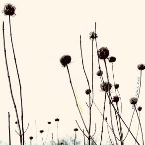 My Father's Field album cover
