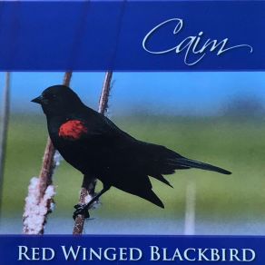 Red Winged Blackbird album cover