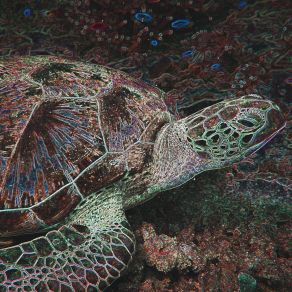 Stories From The Sea Club album cover
