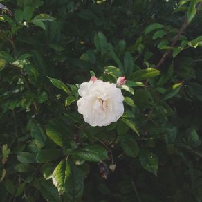 Loaning Simplicity album cover