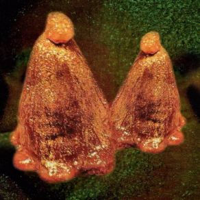 Oocyte Oil & Stolen Androgens album cover