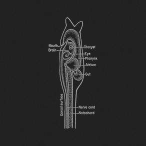 Ascidiacea album cover