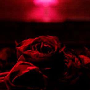 Roses album cover