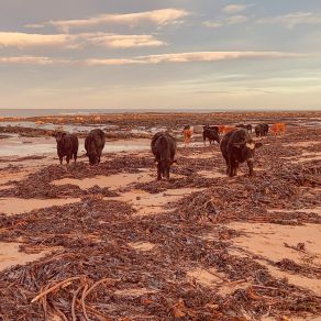 Cows On A Beach album cover